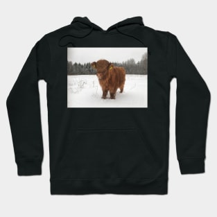 Scottish Highland Cattle Calf 1862 Hoodie